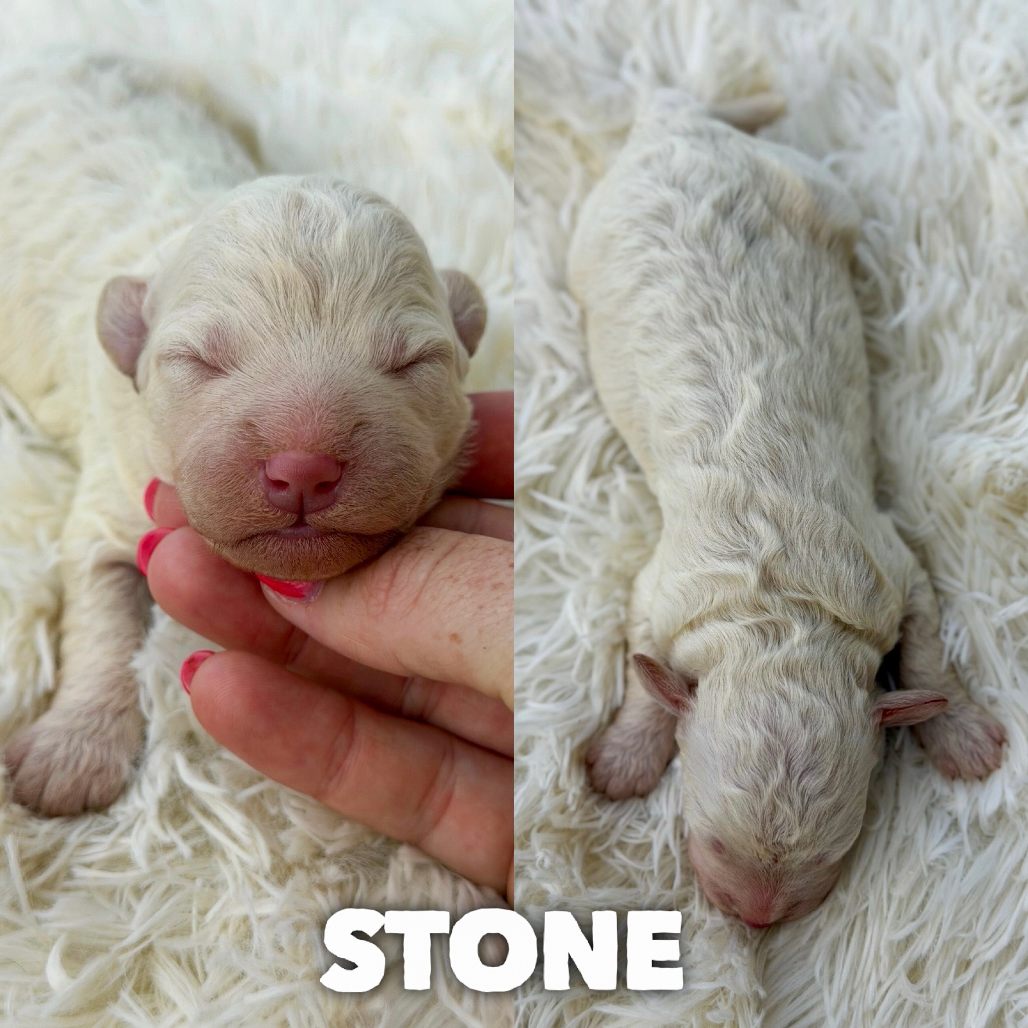 Stone 1